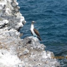 Blue footed Booby on Isla Isabel