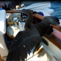 Bird caught on our fishing gear