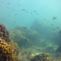 Reef off of huatulco