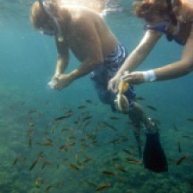 Snorkeling and feeding fish at San Augustine