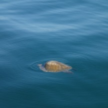 Sleeping sea turtles