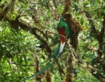 The Quetzal Bird