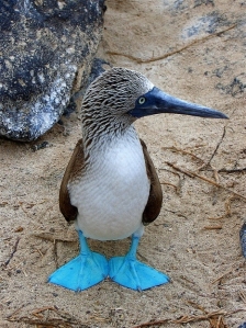 l-Blue-Footed-Booby